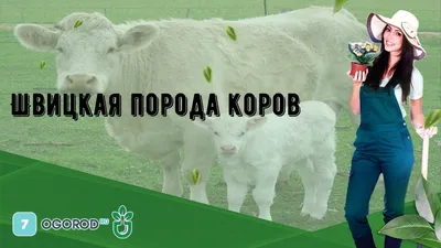 Kossen Livestock GmbH - Langjährige Erfahrung über Generationen im Nutz-  und Zuchtviehgeschäft macht uns zu einem leistungsfähigen  Vermarktungspartner für Ihre Tiere