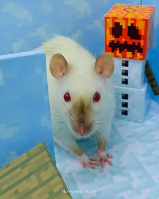 Сиамская крыса | Fancy rat, Hamster, Rats