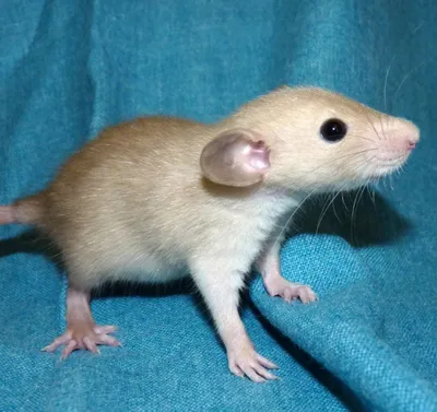 Сиамская мышка. Красавица, правда? ❤️ - Удивительная природа | Facebook