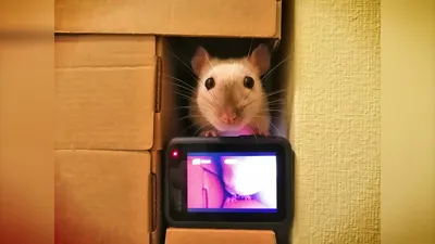 Декоративная крыса - «☠ Насколько сложный питомец - крыса? ☺Прибавление.  Спасла лопоухого сиама из плохих условий» | отзывы
