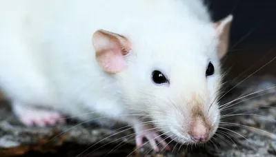 Любителям Крыс или влияет ли окрас на характер крысы? - Разное. Интересное  | Бэйбики - 201074