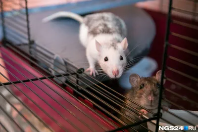Крыса сиамского окраса (74 фото) - красивые фото и картинки pofoto.club