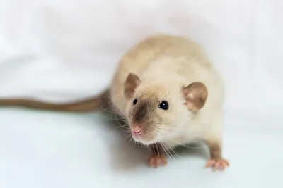 Крыса причудливого сиамская домашних животных Стоковое Фото - изображение  насчитывающей глаза, содружественно: 198878700
