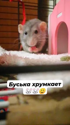 Сибирская Мышка | OK.RU