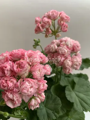 Таира-Сибирская Роза - Пеларгонии в Гомеле