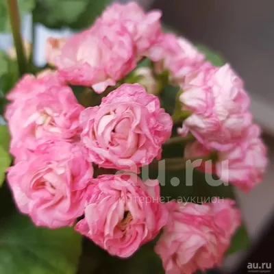 Сибирская роза. :: aWa – Социальная сеть ФотоКто