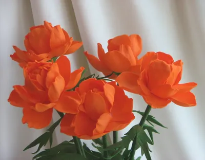 Фавориты сибирского розария Ольги Протасовой | Сады и цветы | Дзен
