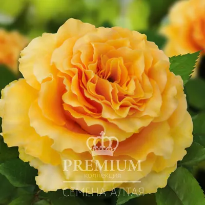 Цветы жарки — одни из самых прекрасных цветов в мире (сибирская роза) |  Цветы, Красивые розы, Красивые цветы