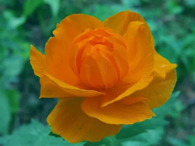 Растет просто на глазах до 4 м за сезон: неприхотливая сибирская роза,  обильно цветет до морозов | GardenLife | Дзен