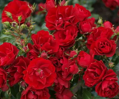Роза английская Херитейдж (туба а/ф Сибирский сад) купить за 490 р. в  садовом центре АСТ Медовое