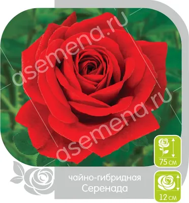 Роза флорибунда Ойстер Сибирский Агросоюз
