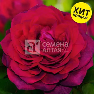 Роза с ароматом малины🥰 🌹Это о Саммер Дей. Роза спрей от Семян Алтая  имеет компактные кустики высотой до 55.. | ВКонтакте
