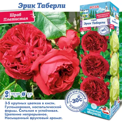 Сибирская роза в taiga стоковое фото. изображение насчитывающей красивейшее  - 129882800