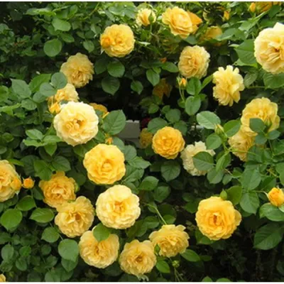 Красивые и зимостойкие: секреты сибирской розы | Семена Алтая. Дачные  советы от Виктории Карелиной | Дзен