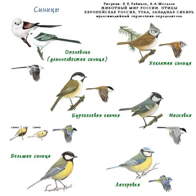 Картинки птицы Сибири с названиями (100 фото)
