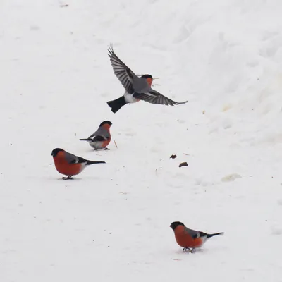 Зимние птицы (длиннопост) | Пикабу