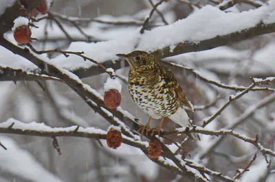 Сибирская пестрогрудка - eBird