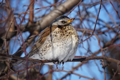 Чем кормить птиц зимой? Сибирским птицам очень сложно найти питание в  зимний период. Голод – одна из основных причин гибели птиц зимой.… |  Instagram