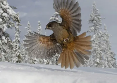 Сибирский жулан (Lanius cristatus). Птицы Сибири.