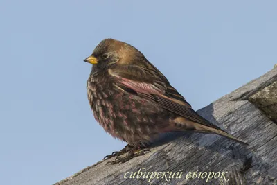 Чечевица сибирская (Carpodacus roseus). Фотогалерея птиц. Фотографии птиц  России, Беларуси, Украины, Казахстана, Таджикистана, Азербайджана.