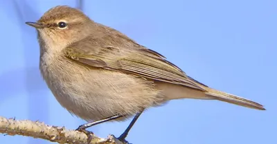 Чечевица сибирская (Carpodacus roseus). Фотогалерея птиц. Фотографии птиц  России, Беларуси, Украины, Казахстана, Таджикистана, Азербайджана.