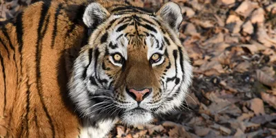 Сибирский тигр фото фото