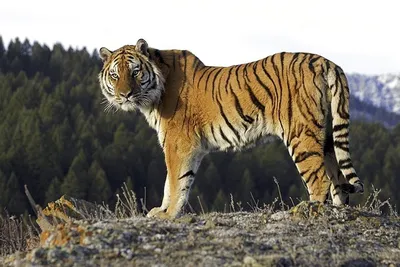 Тигр Сибирский Дикое Животное - Бесплатное фото на Pixabay - Pixabay