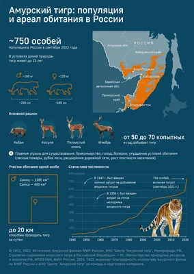 Амурский тигр: сколько их осталось в природе – Это Сибирь!