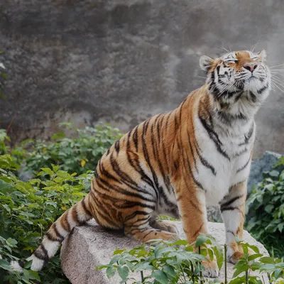 Фотообои Сибирский тигр на стену. Купить фотообои Сибирский тигр в  интернет-магазине WallArt