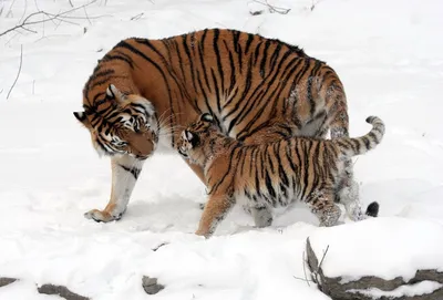 На территории Крыма потерялся амурский тигр – Новости Крыма – Вести Крым