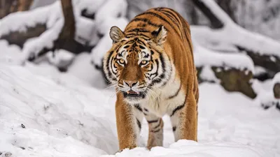 Тигр Сибирский Большой Кот - Бесплатное фото на Pixabay - Pixabay