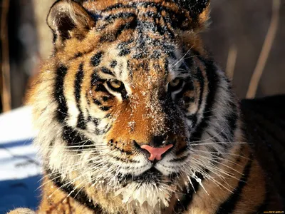 Проект \"Амурский тигр\" дал новую жизнь удэгейским селам - Российская газета