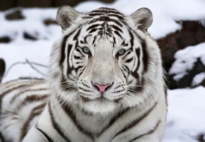 Сибирский тигр | Премиум Фото