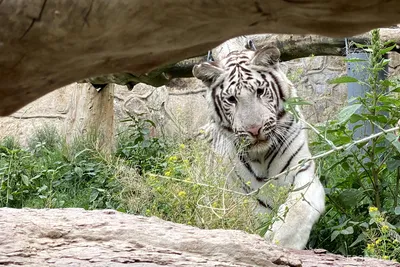 Сибирский тигр, XL - купить по лучшей цене в Алматы | интернет-магазин  Технодом