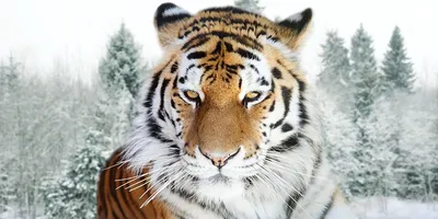 Амурский тигр — Википедия