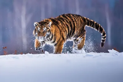 Амурские тигры — Парк Белый лев