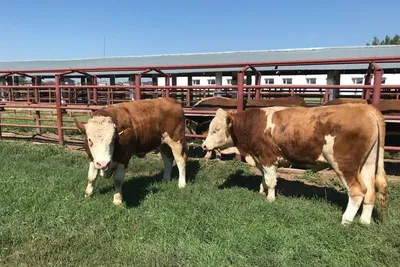 Симментальская порода - Купить qoramol, корово, Симментальская порода,  simmental zoti продукт произведенный в Узбекистан - Aslbazar.com