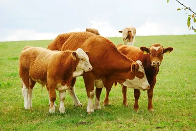 Коровы симментальской породы с молочной и мясной продуктивностью - BKN, ТОО  Астана (Казахстан) - купить, цена, фото