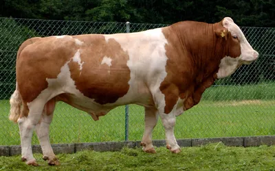 Simmental cattle breed — WinnerAgro