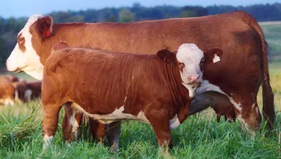 Симментальская мясо-молочная порода коров