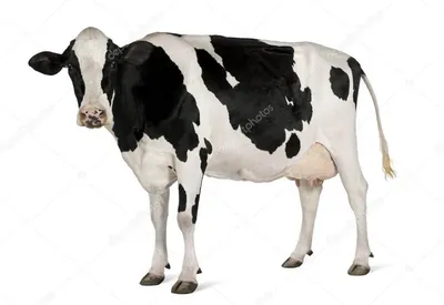 Коровы симментальской породы на немецкой ферме - YouTube