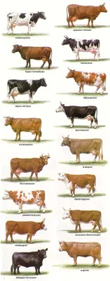 ТОП-10 самых молочных пород коров в России | Ветеринария и жизнь