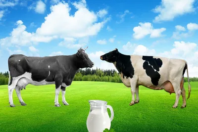 Молоко каких коров лучше всего подходит для производства сыра? - BULL  Селектсервис