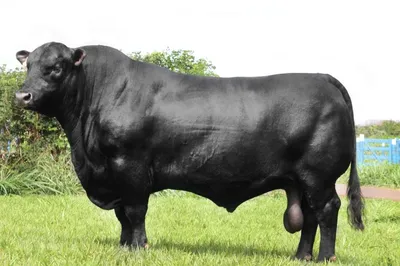 Симментальская порода коров на …» — создано в Шедевруме