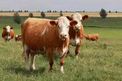 Симментальская порода коров на ферме, Стоковые видеоматериалы Включая:  коровы и ферма - Envato Elements
