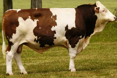 Мармари - Симментальская порода является самой распространенной в мире  породой коров. Ее высокая приспособляемость к новым условиям помогла ей  акклиматизироваться на 5 обитаемых континентах. Симментал – порода коров,  которая имеет швейцарские корни.