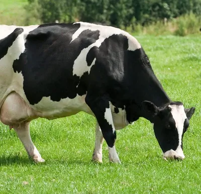 Сравнительная характеристика симментальской и монбельярдской пород коров