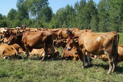 Характеристика симментальской породы коров и быков, история появления и  особенности содержания сименталов
