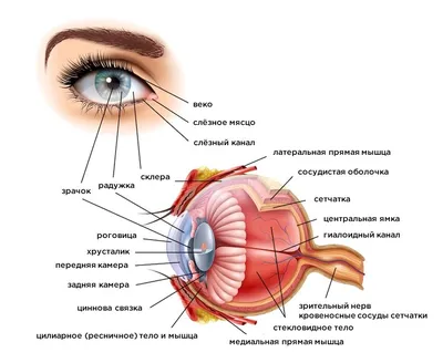Что такое синдром сухого глаза? Признаки, симптомы и осложнения | Здоровья  много не бывает | Дзен