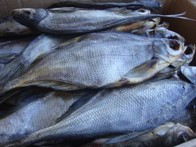 Синяя спинка и белые глазки (синец и сопа) - Fishmarket
